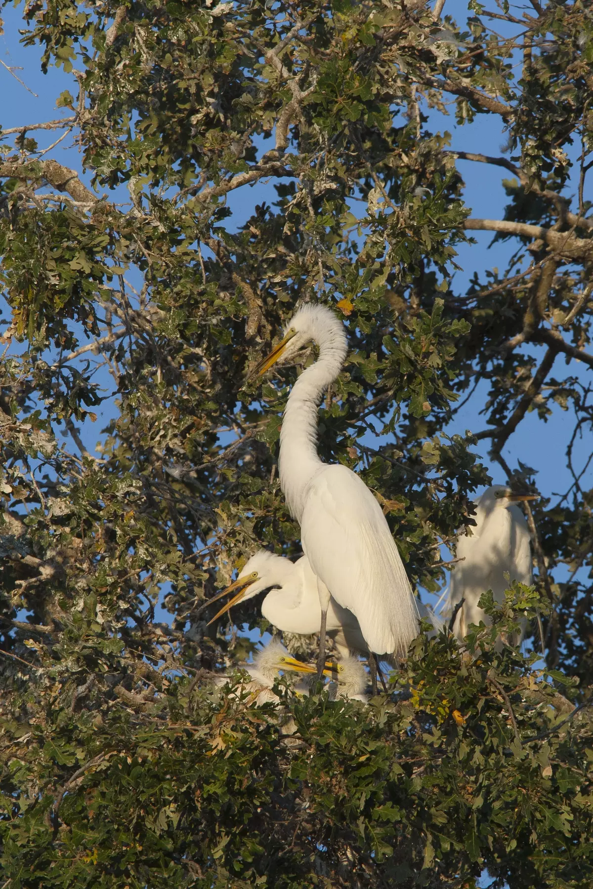 Great Egret (Ardea Alba)