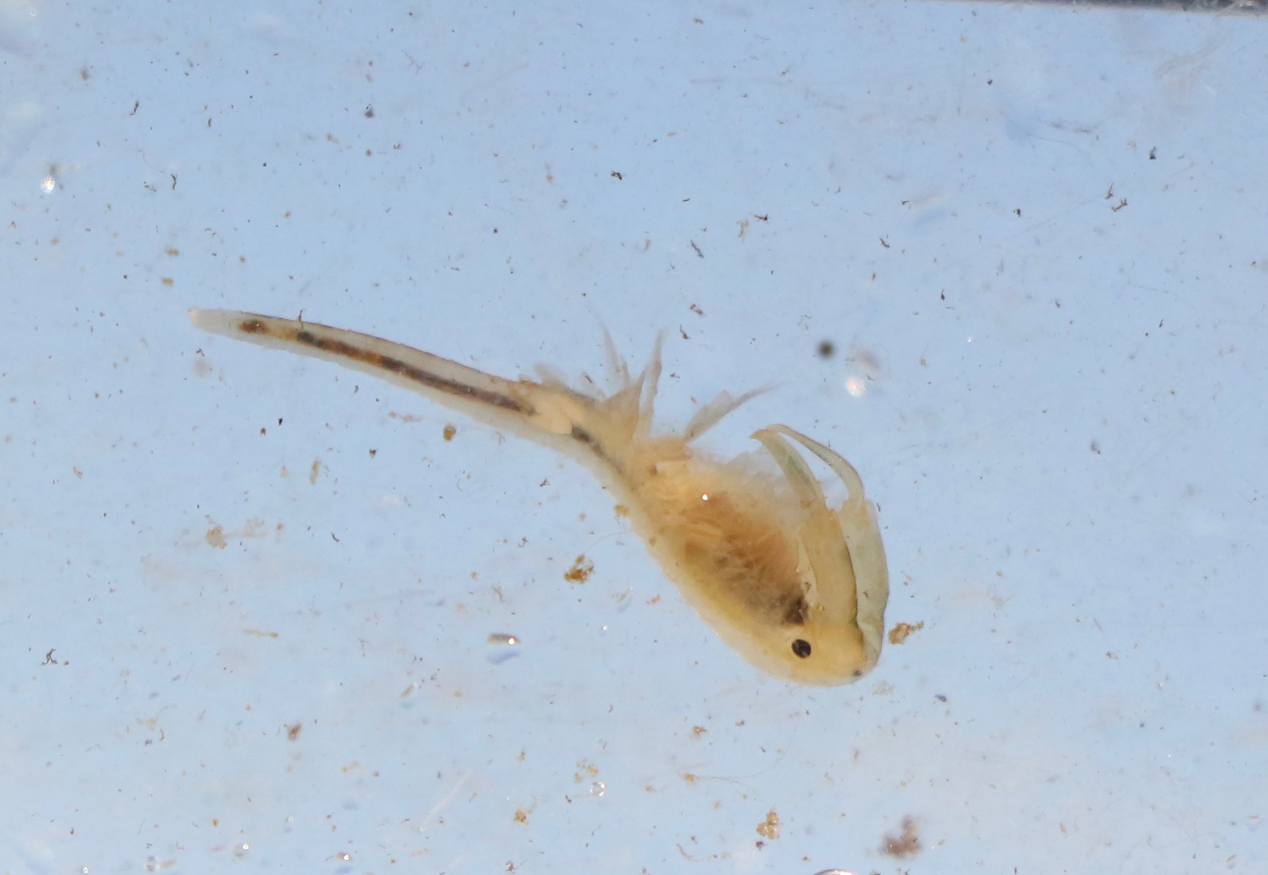 Vernal Pool Fairy Shrimp (Branchinecta lynchi)